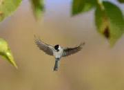 Sumpfmeise  2011_IMG_1888