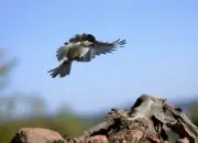 Sumpfmeise  2011_IMG_8753