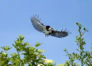 Sumpfmeise  2011_IMG_8512b