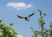 Sumpfmeise  2011_IMG_8462