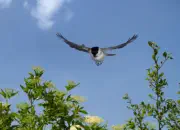 Sumpfmeise  2011_IMG_1039