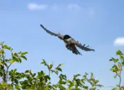 Sumpfmeise  2011_IMG_8628b