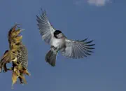 Sumpfmeise  2011_IMG_9121