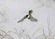 Sumpfmeise  2011_IMG_2025