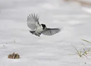 Sumpfmeise  2012_IMG_3619