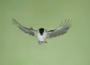 Sumpfmeise  IMG_2629