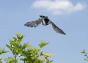 Sumpfmeise  IMG_8458