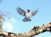 Sumpfmeise  IMG_4155