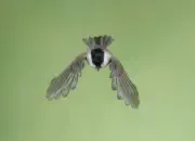 Sumpfmeise  IMG_2704