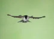 Sumpfmeise  IMG_2545