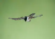 Sumpfmeise  IMG_2532