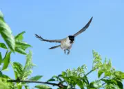 Sumpfmeise  IMG_0917