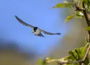 Sumpfmeise  IMG_0572