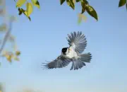 Sumpfmeise  2011_IMG_0920