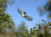 Sumpfmeise  2011_IMG_0665