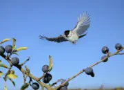 Sumpfmeise  2011_IMG_1060a