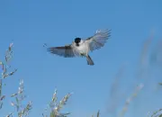 Sumpfmeise  2011_IMG_1050