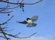 Sumpfmeise  2011_IMG_0634