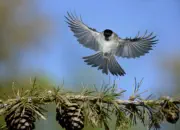 Sumpfmeise  2011_IMG_9889