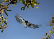 Sumpfmeise  2011_IMG_9885