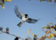 Sumpfmeise  2011_IMG_9774