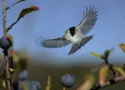 Sumpfmeise  2011_IMG_9968