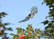 Sumpfmeise  2012_IMG_0027