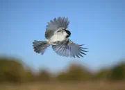 Sumpfmeise  2011_IMG_9427