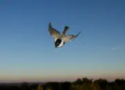 Sumpfmeise  2011_IMG_8591