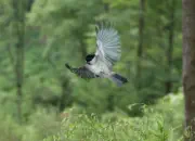 Sumpfmeise  IMG_1231