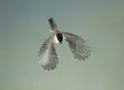 Sumpfmeise  2012_IMG_1881