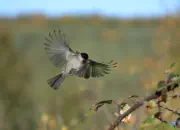 Sumpfmeise  2011_IMG_9339