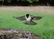 Sumpfmeise  2011_IMG_9570