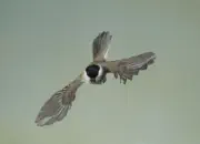 Sumpfmeise  2012_IMG_1720-adobe