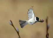 Sumpfmeise  2011_IMG_2197