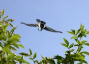 Sumpfmeise  2011_IMG_8832