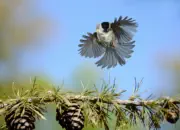 Sumpfmeise  2011_IMG_8818