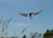 Sumpfmeise  2012_IMG_4330