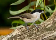 Sumpfmeise  IMG_3021