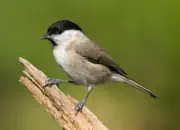 Sumpfmeise  IMG_3056