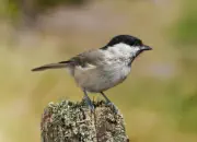 Sumpfmeise  IMG_9256