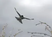 Tannenmeise  2011_IMG_2005