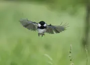 Tannenmeise  IMG_2659_1