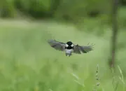 Tannenmeise  IMG_2659