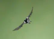 Tannenmeise  IMG_2122