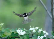 Tannenmeise  2012_IMG_3954