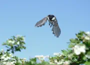 Tannenmeise  2012_IMG_4070