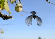 Tannenmeise  IMG_4439