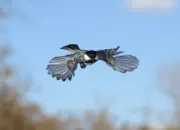 Tannenmeise  2012_IMG_4466