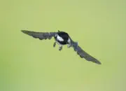 Tannenmeise  IMG_9678